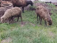 Montone, Pecore — foto 2