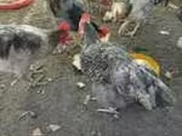 بز ماده, بز — عکس 4