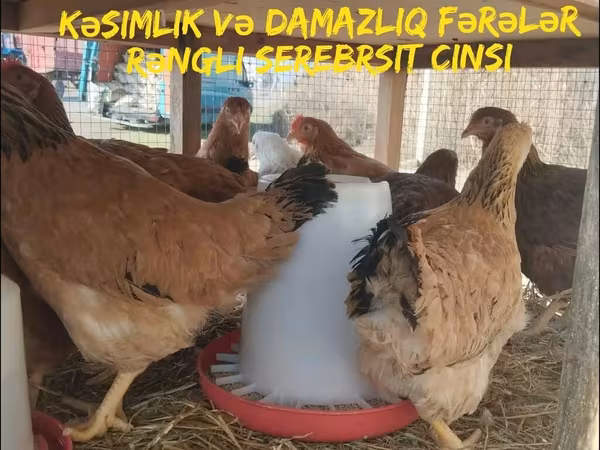 Chickens