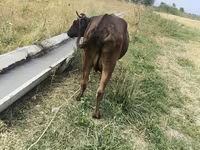 Krowa, Bydło — zdjęcie 5