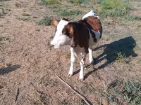 Ko, Holstein-race — foto 1