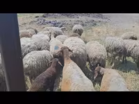 میش, گوسفند — عکس 3