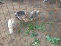 Geese — 3-rasm