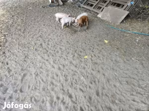 گراز نر, Дюрок