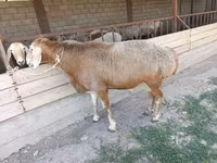 Widder, Arashan sheep — Foto 5