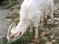 Capre (lotto, sesso non specificato), Saanen goat — foto 1
