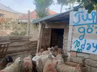قوچ, گوسفند — عکس 1
