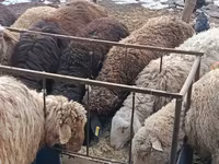 मेढ़ा, Hissar sheep — फ़ोटो 5