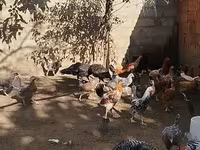 Chickens — عکس 3