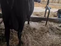 Ko, Simmental cattle — foto 4