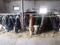 Говбуз, Russian Black pied cattle — акс 3