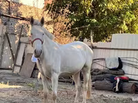 گھوڑی, Akhal-Teke — تصویر 1