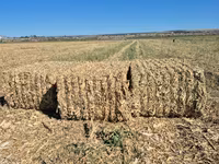 Солома, чиклеж — புகைப்படம் 4