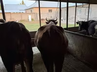 گاو ماده, Latvian Blue cattle — عکس 6