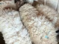 ஆண் ஆடு, ஆடுகள் — புகைப்படம் 1