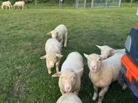 Biri-biri betina, Ile-de-France sheep — foto 7