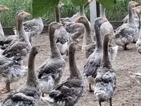 Geese — foto 1