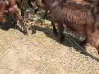 თხა, თხები — ფოტო 1