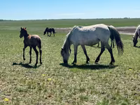 Kobila, Horse breed — fotografija 4