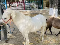 Konji (partija, pol nije naveden), Australian Pony — fotografija 4