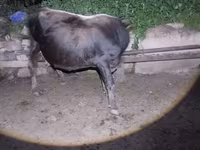 Vacă, Bovine — foto 6