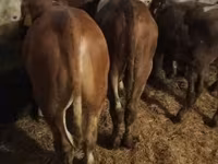 گاو نر, Simmental cattle — عکس 4