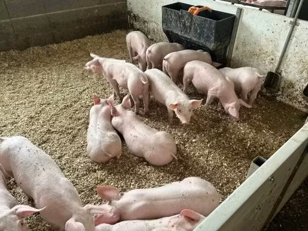 Pigs (batch, sex not specified), 