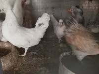 Chickens — 1-сурет