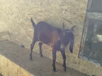 숫염소, Nubian Goat — 사진 5