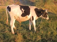 گاو و گوساله (گروه، جنسیت مشخص نشده), Russian Black pied cattle — عکس 5