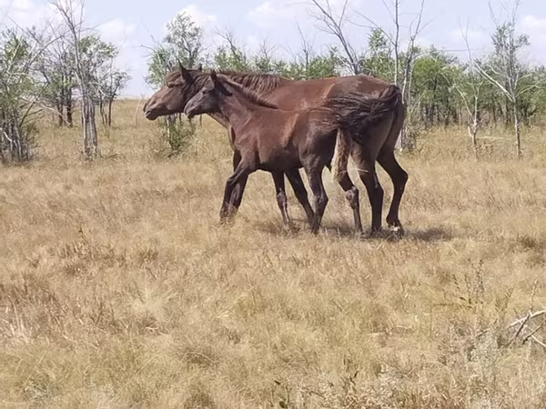 مادیان, Kazakh horse
