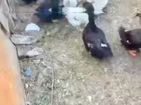 Ducks — sawirka 2