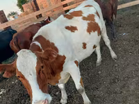 Krava, Swiss cattle — foto 7