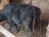 Lembu jantan, Aberdeen-Angus — foto 2