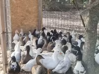 Ducks — ፎቶ 1