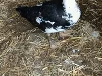 Ducks — 1-сурет