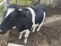 گاو ماده, Russian Black pied cattle — عکس 1