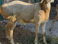 Beran, Arashan sheep — foto 6