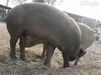 Babi jantan, Дюрок — foto 1