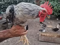 Chickens — foto 2