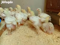 Chickens — الصورة 4