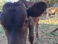 Banteng, Cattle — foto 5