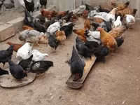 Chickens — 3 зураг