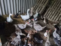 Ducks — عکس 2