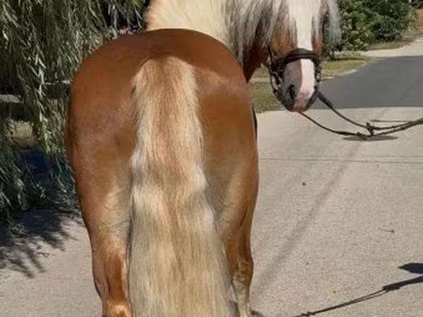 Koń, Haflinger