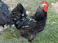 Chickens — عکس 1