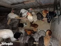 Chickens — 写真 2