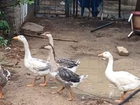 Geese — fotografija 3