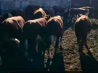 Ng'ombe (kikundi, jinsia haijatajwa), Ng'ombe wa Kazakh mwenye kichwa cheupe — picha 2