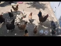 Chickens — foto 1